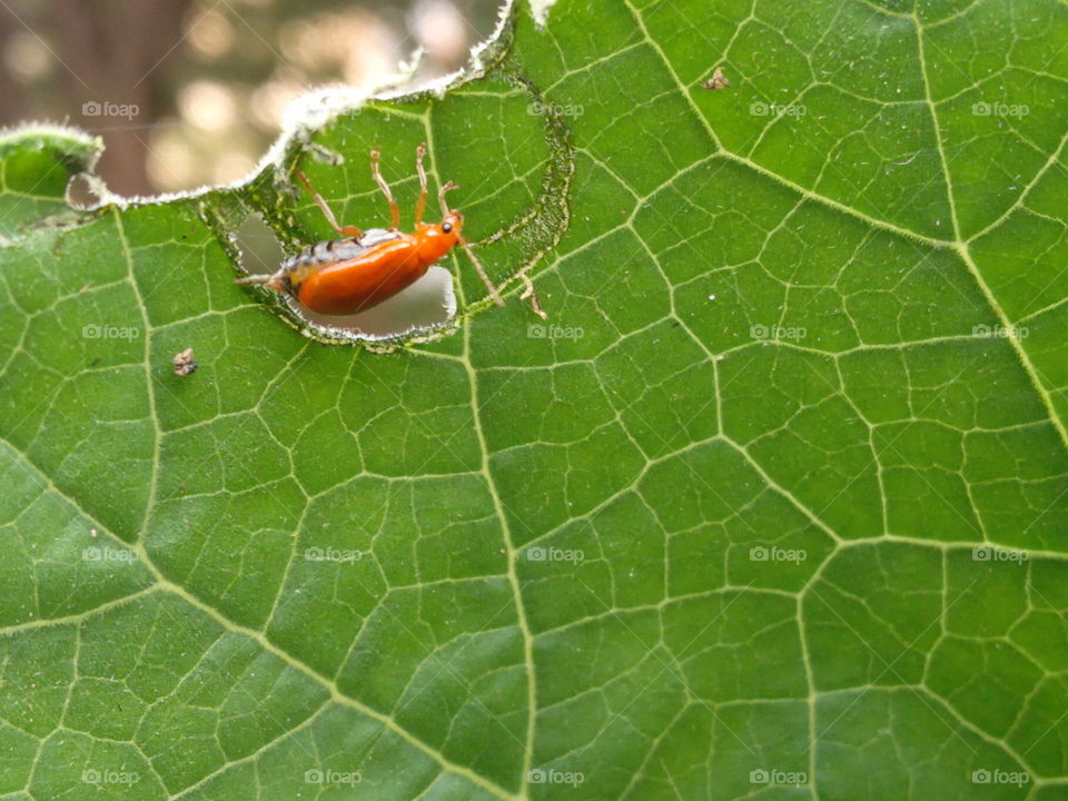 leaf eating insect