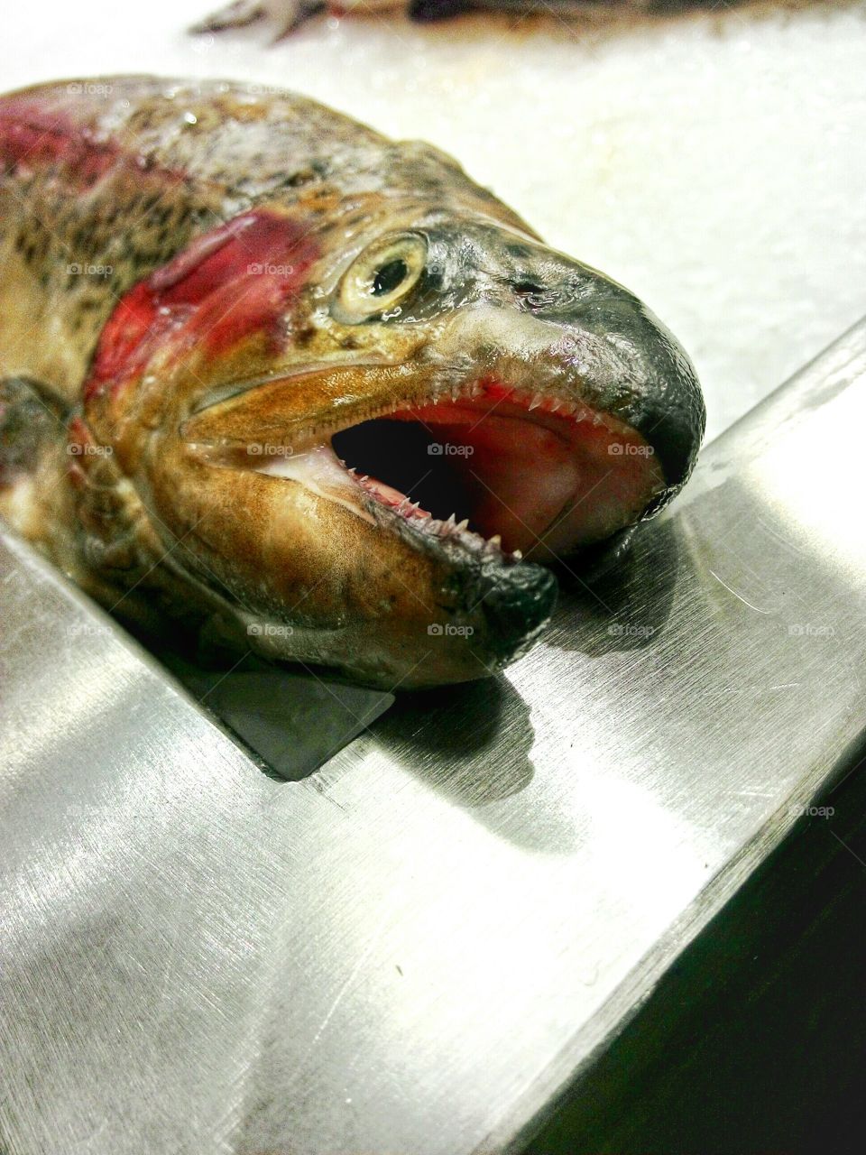 Dead fish. Help me!