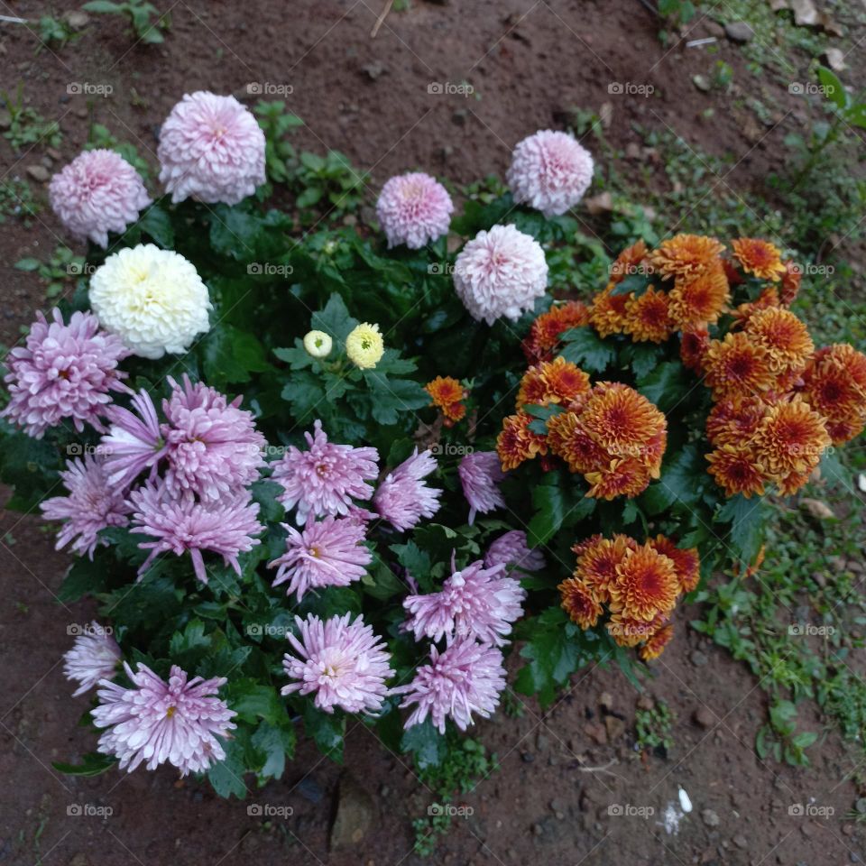 Chrysanthemum is a type of flowering plant that is often grown as an ornamental plant