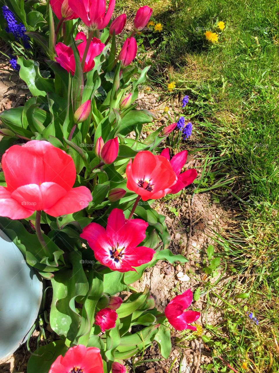 Pink Tulips and Purple Hyacinths. 