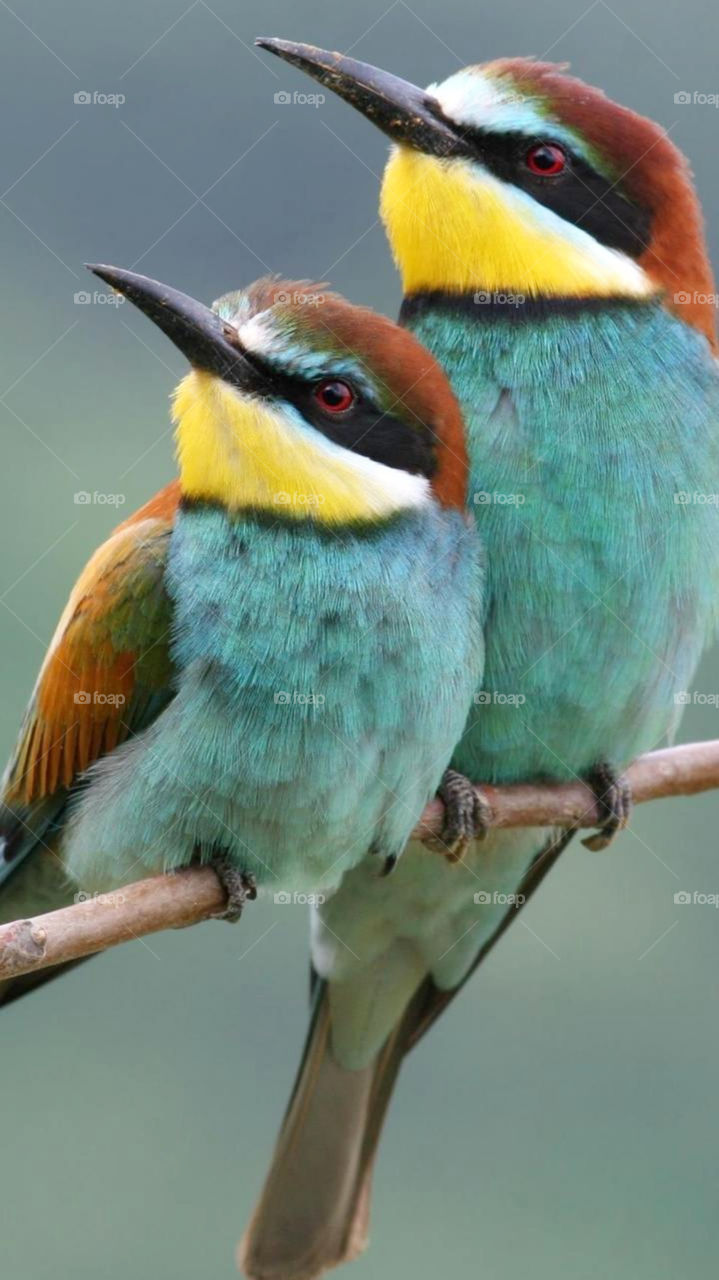 merops apiaster