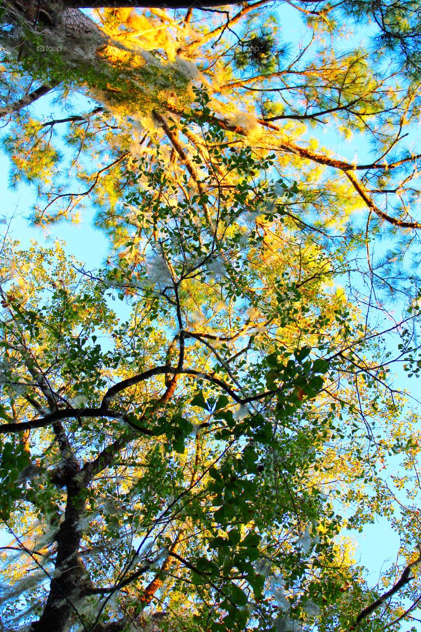 Canopy and sky