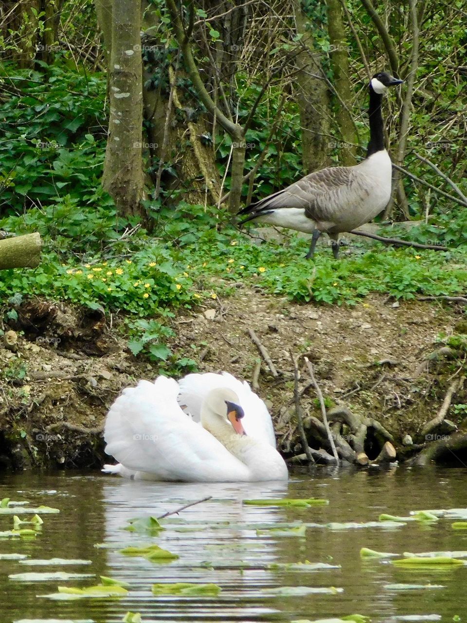 Goose and Swan
