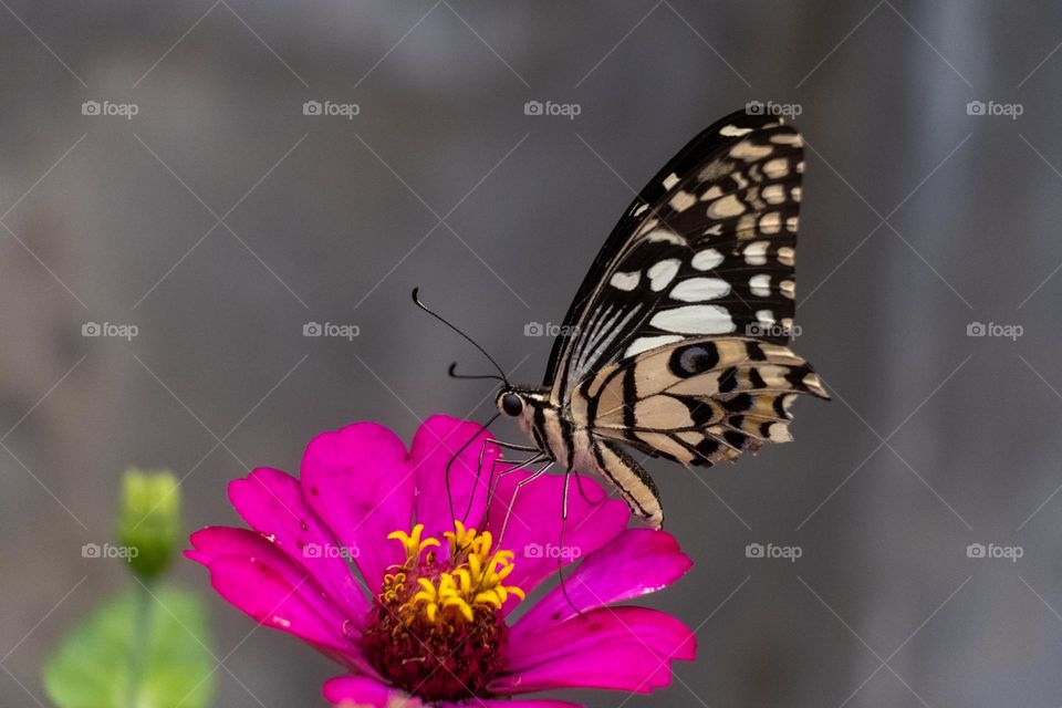 the butterfly is on the flower