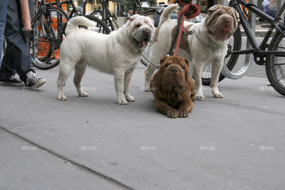 Street dogs