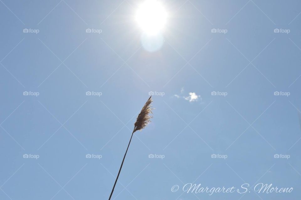 Sun shining upon prairie grass 