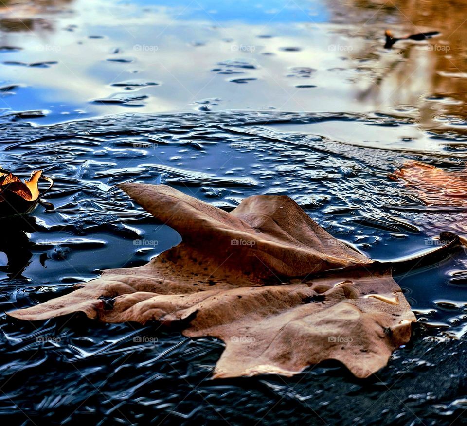 The Leaf and the Water: A Silent Story