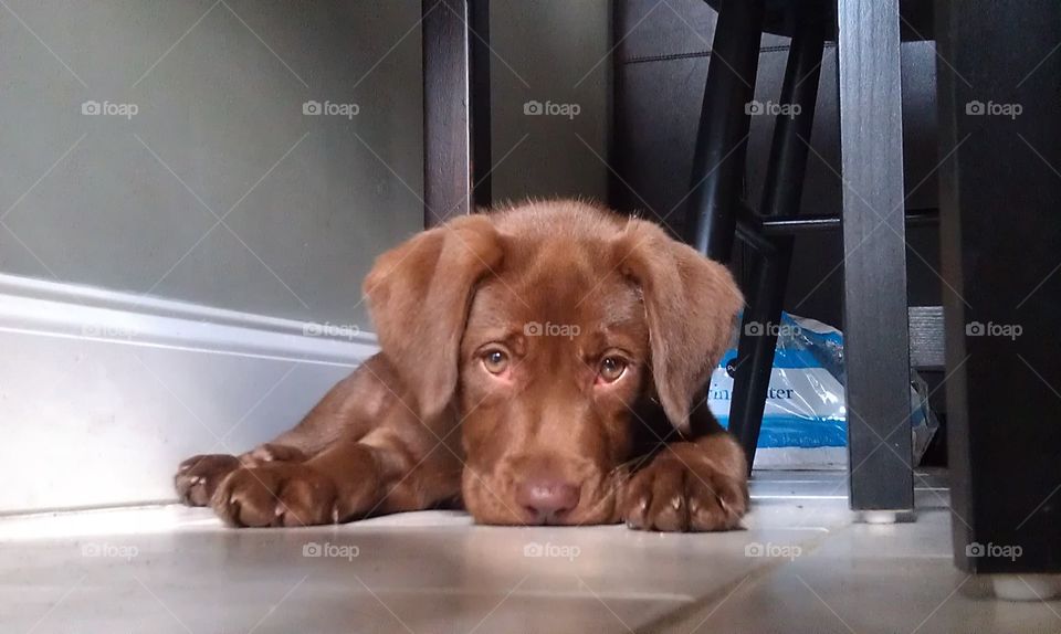 English Chocolate Lab Puppy 