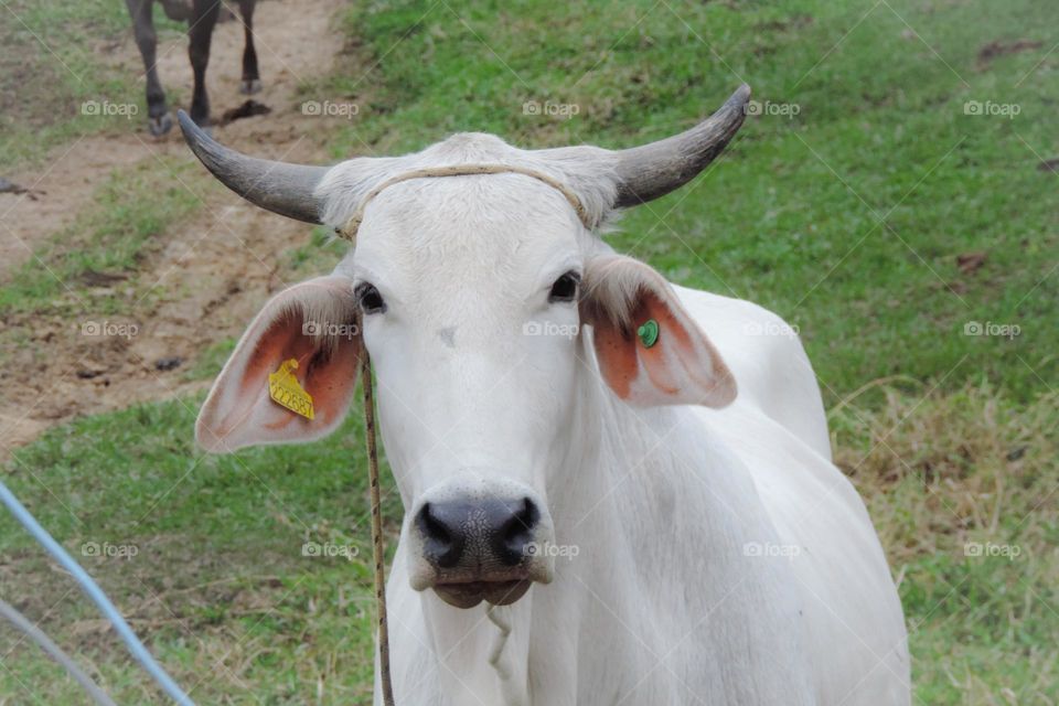 Curious and cute look