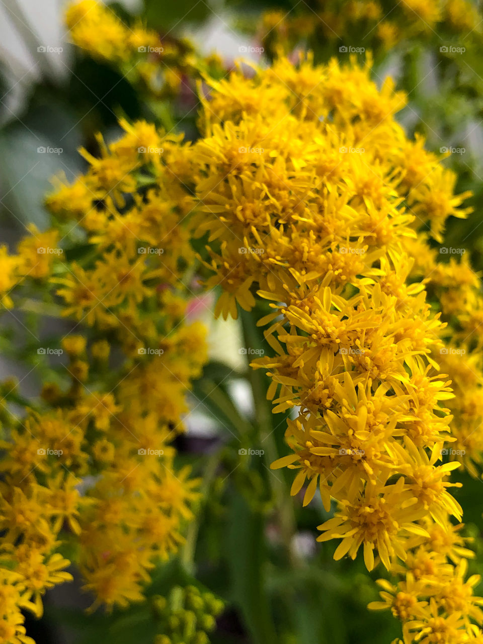 Мои цветочки в вазе 