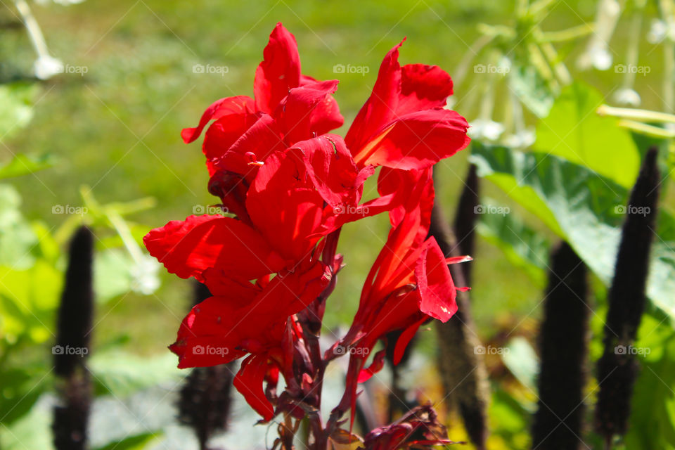 Flowers 