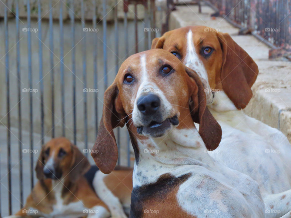 Hunting dogs at Chateaux Cheverny