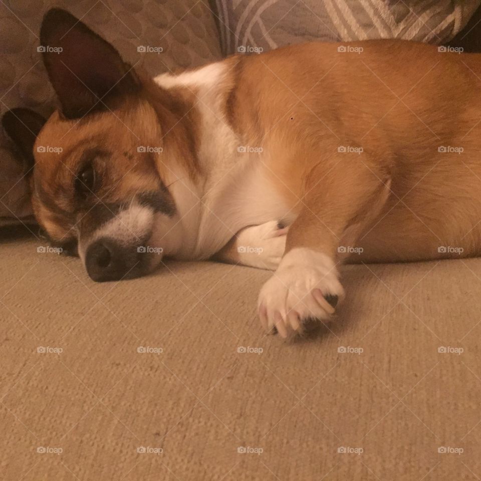 Cutest pet in the world