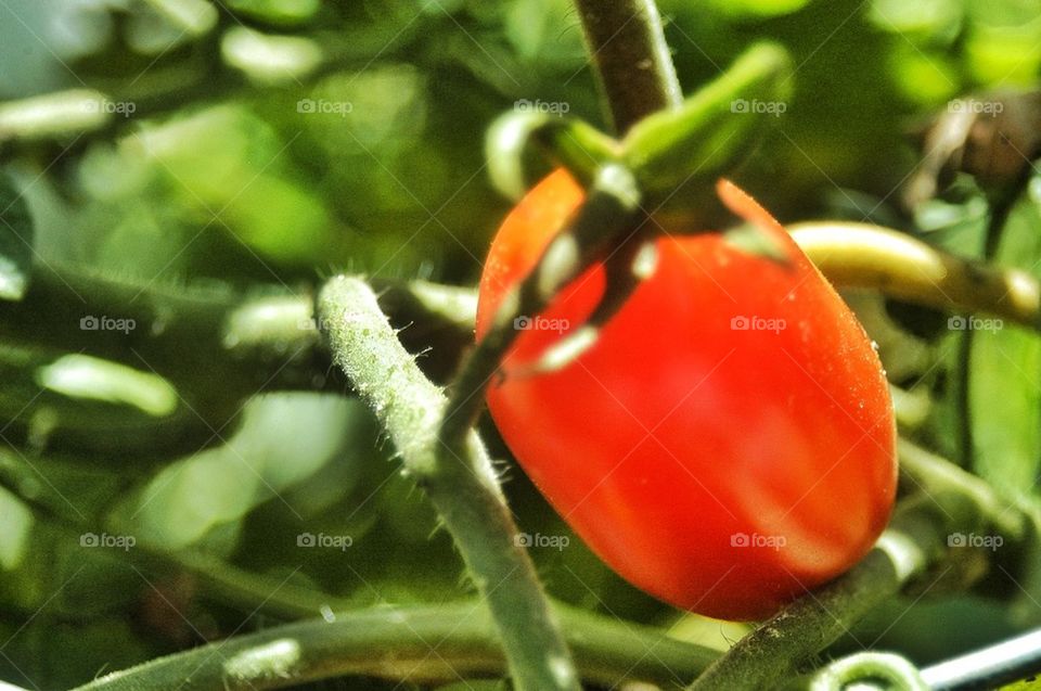 Ripe tomato