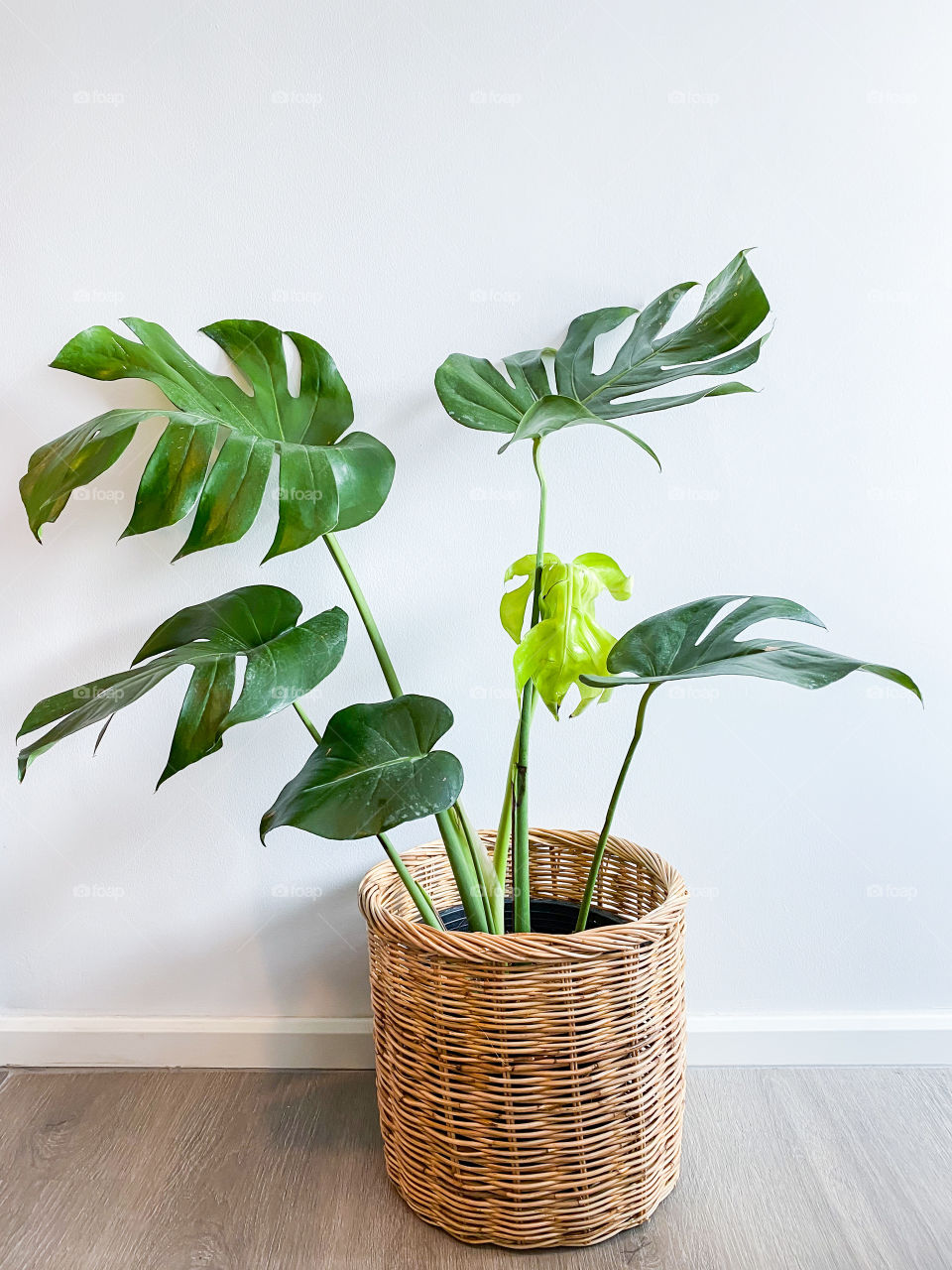 Monstera tree in a pot stands on a wooden floor 