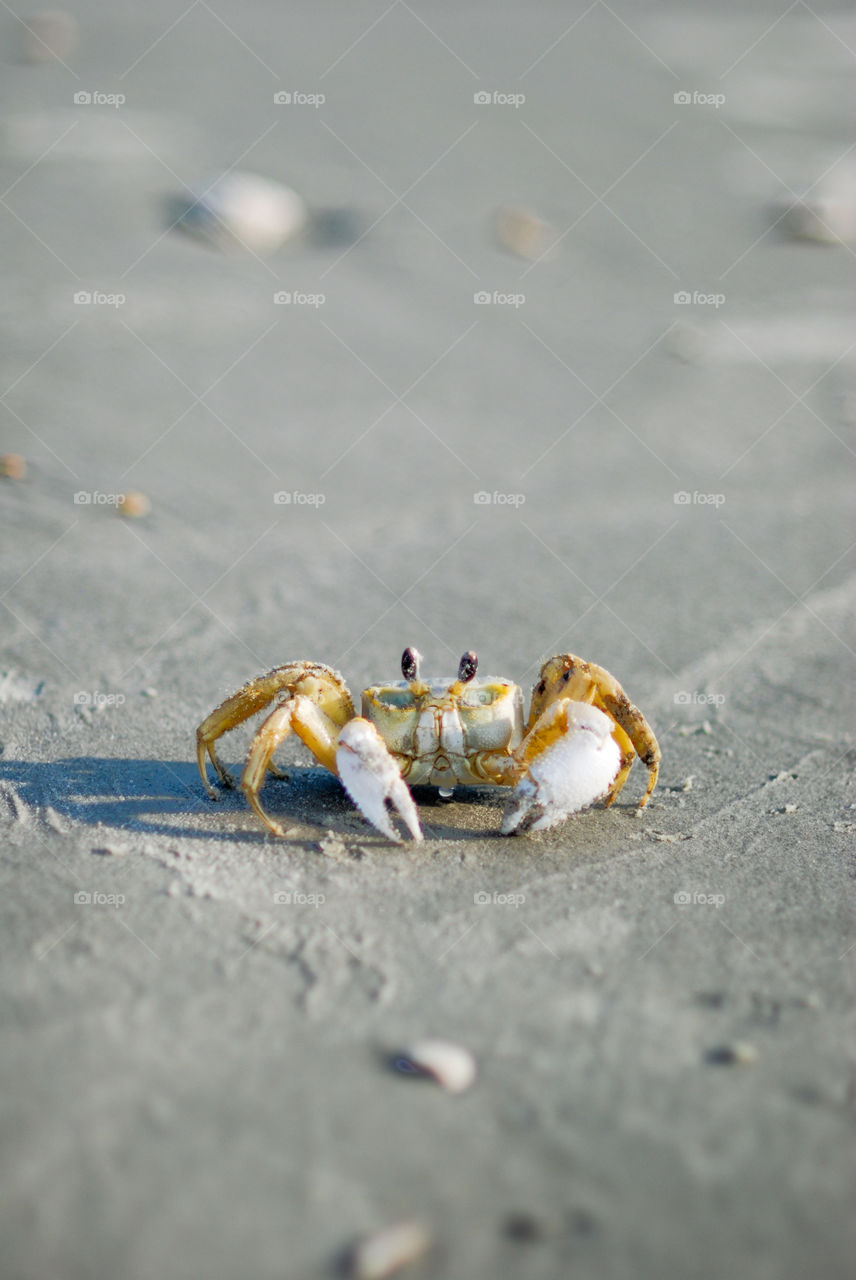 Close-up of a crab