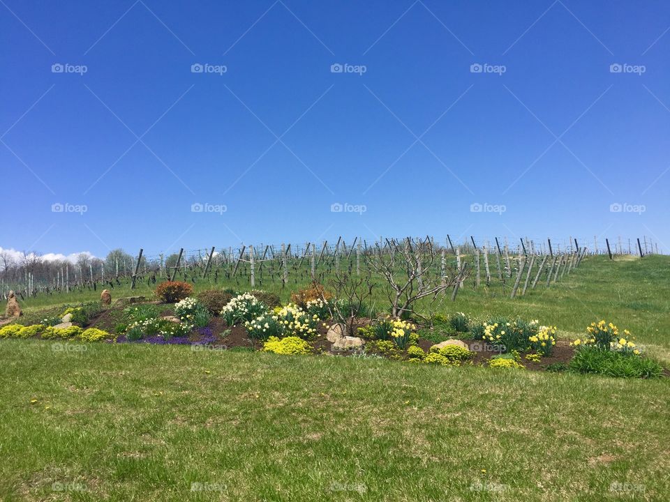 Scenic colorful spring Garden and vineyard 