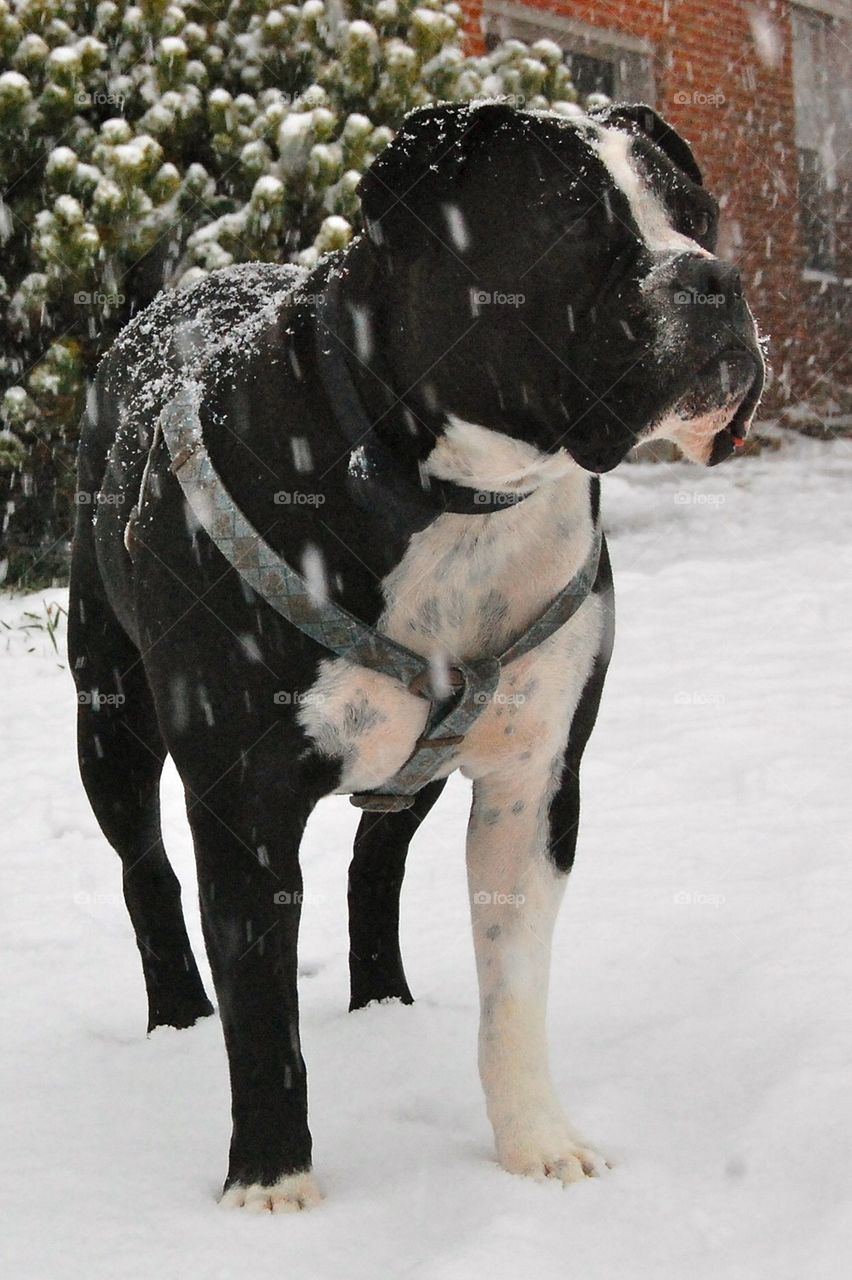 Duke in the snow