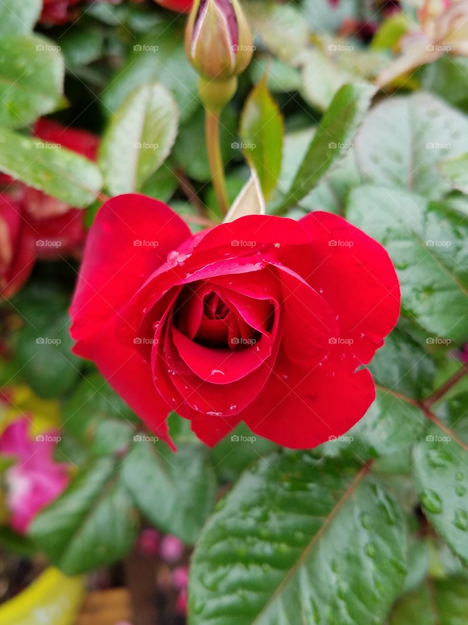 Beautiful red roses