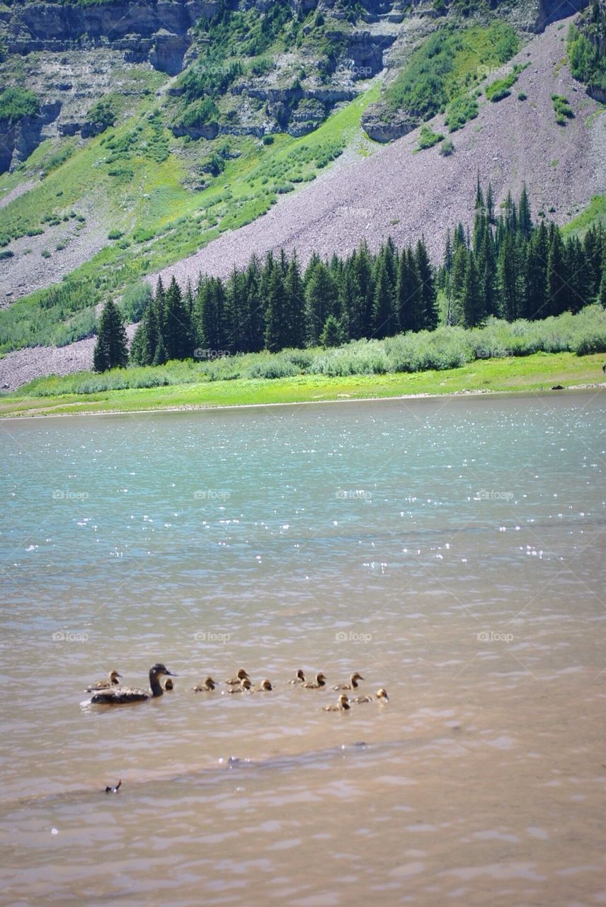 Mountainside mama duck and her babies