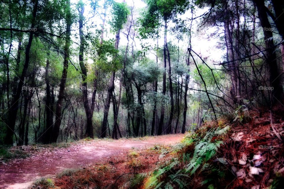 Urban forest. A forest in the city of Wuhan, Hubei province, China.