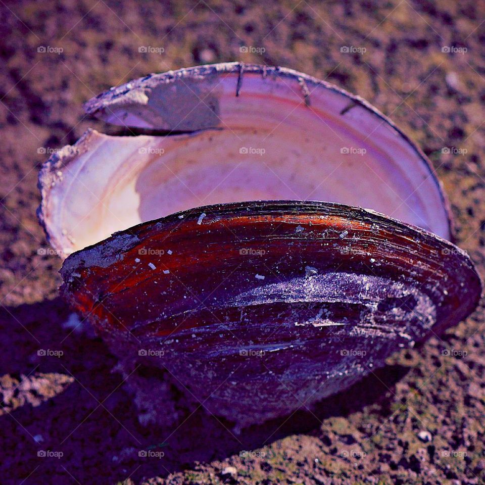 Shell