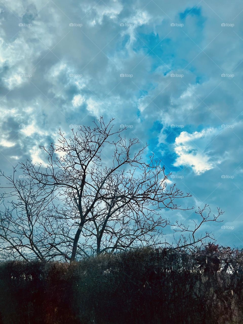 Tree-sky,beautiful picture