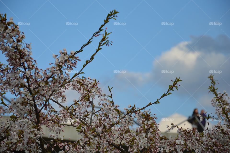 cherry and sky