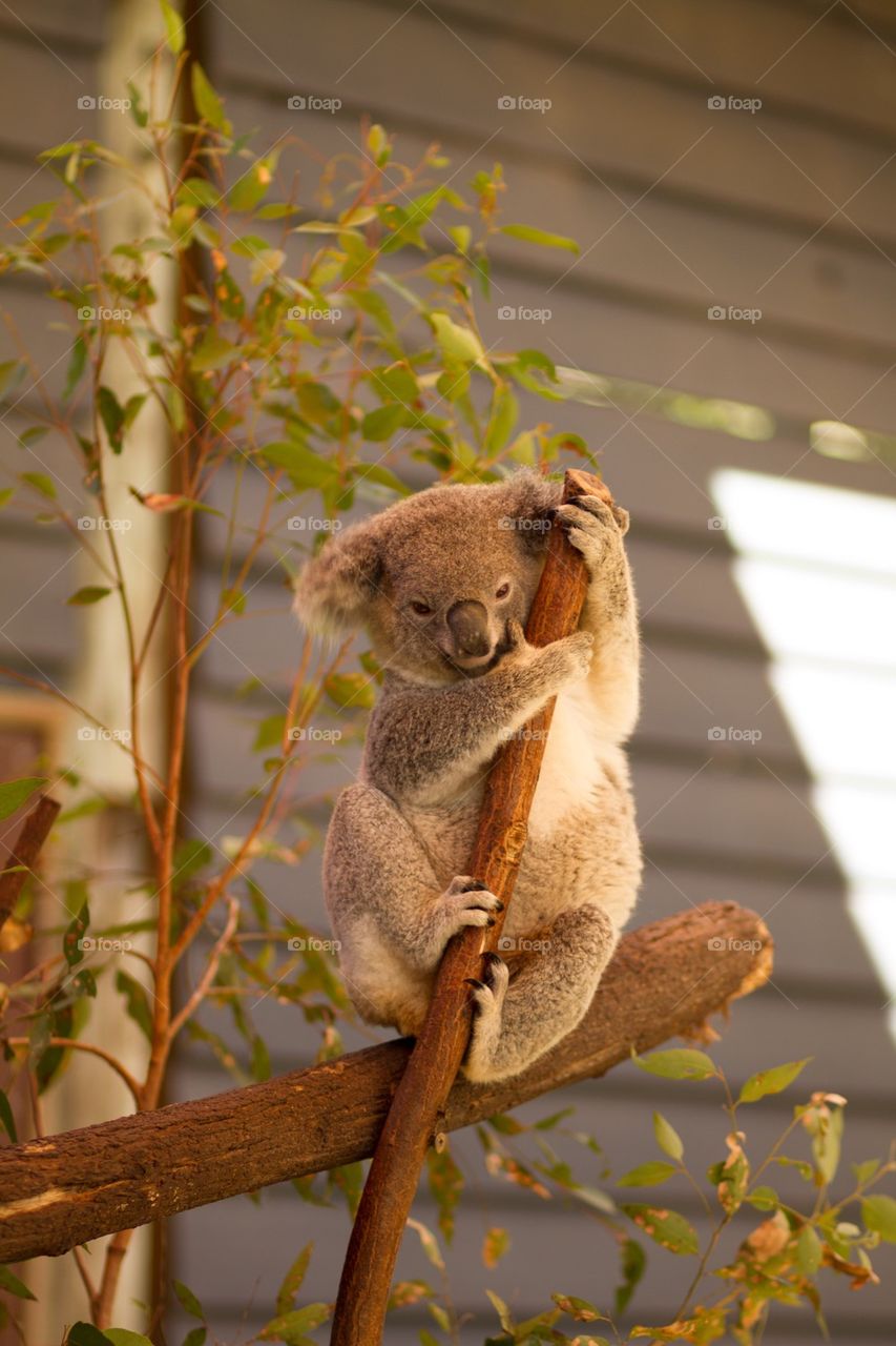 Koala