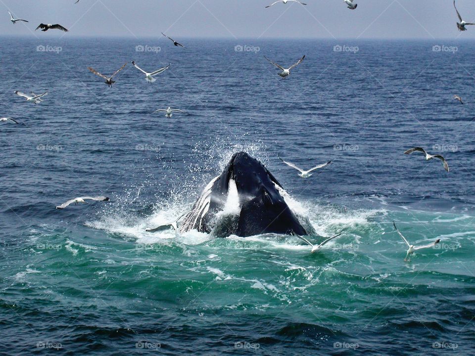 Whale Head