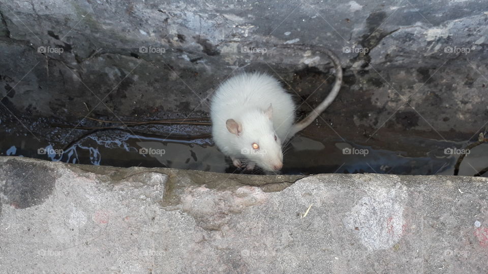 Rat