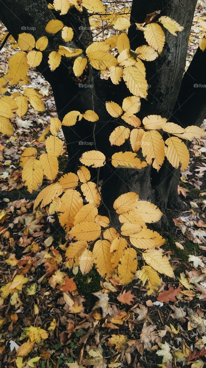 Tree with yellow leaves