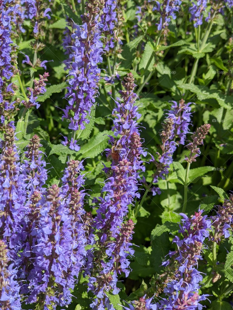 lavender flowers