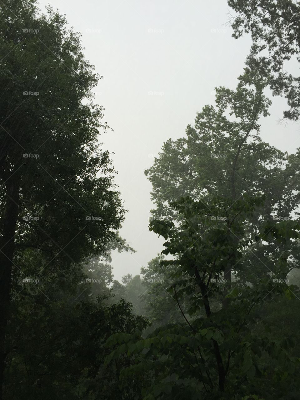 Storm. View of the woods behind my house in a storm. 