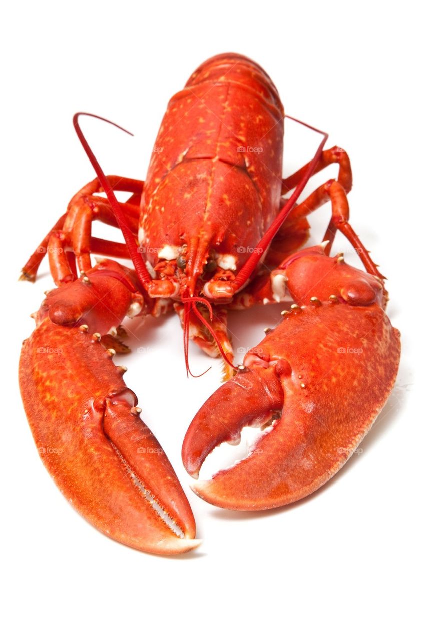 Cooked red lobster