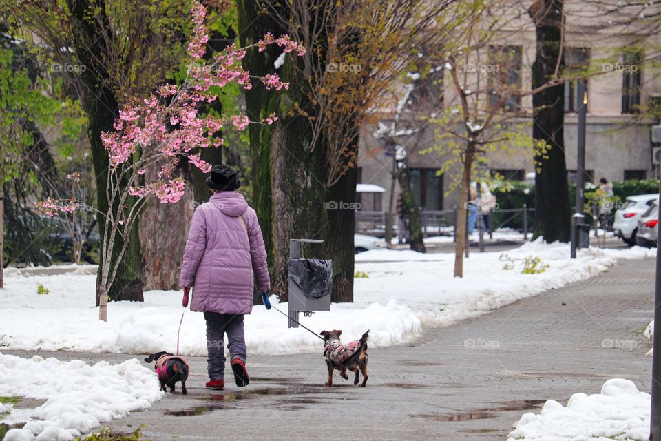 Taking a dogs to a walk