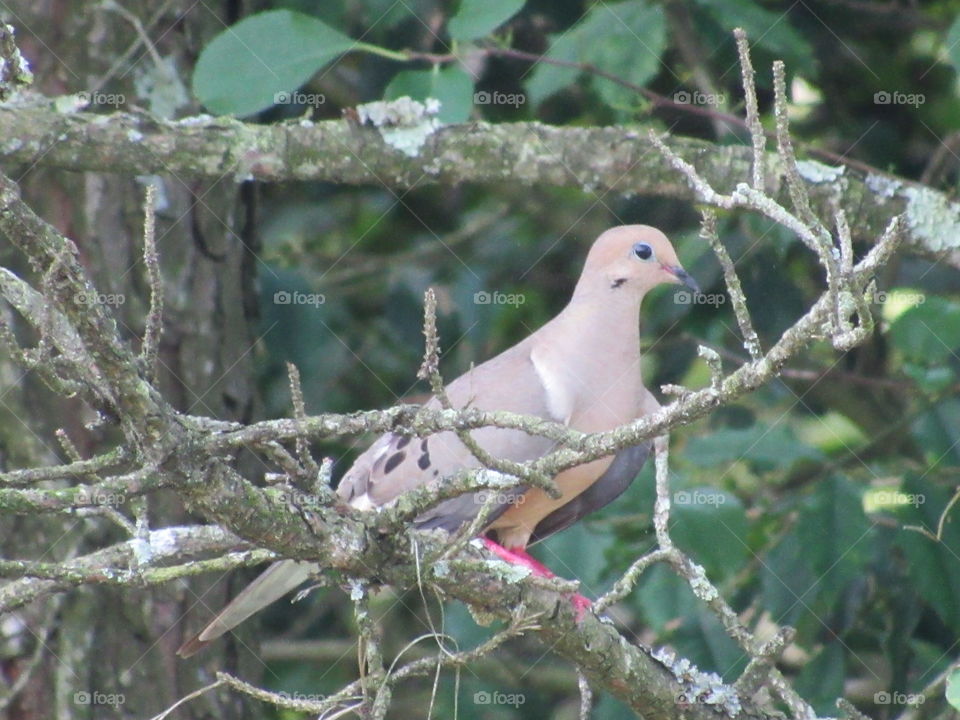 Mourning Dove