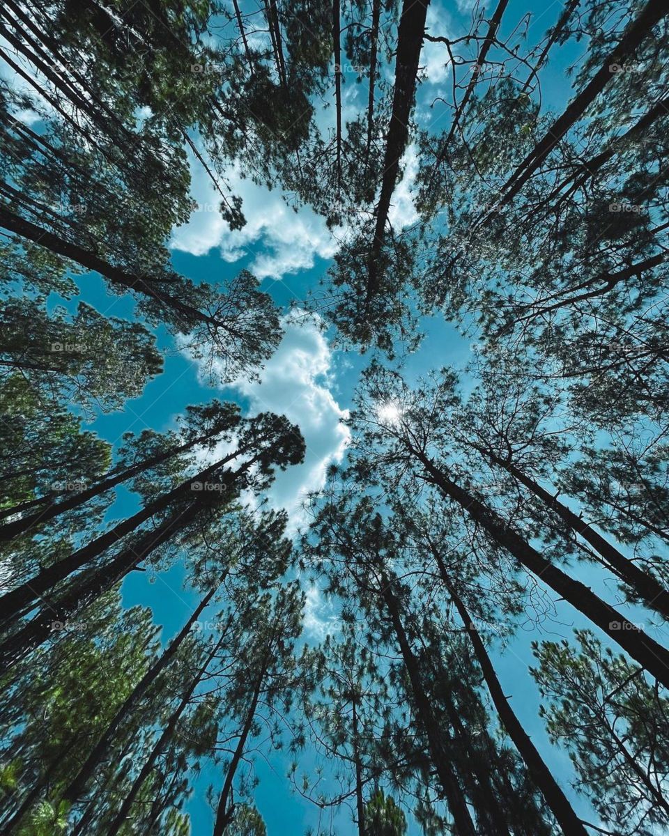 forest of pine trees