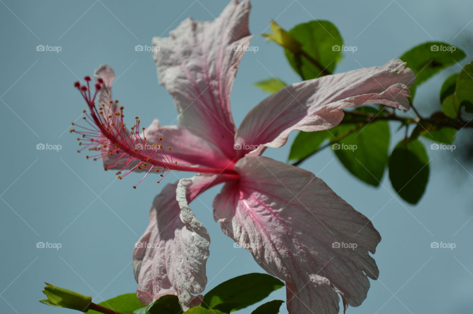 Hibiscus battered by the wind 