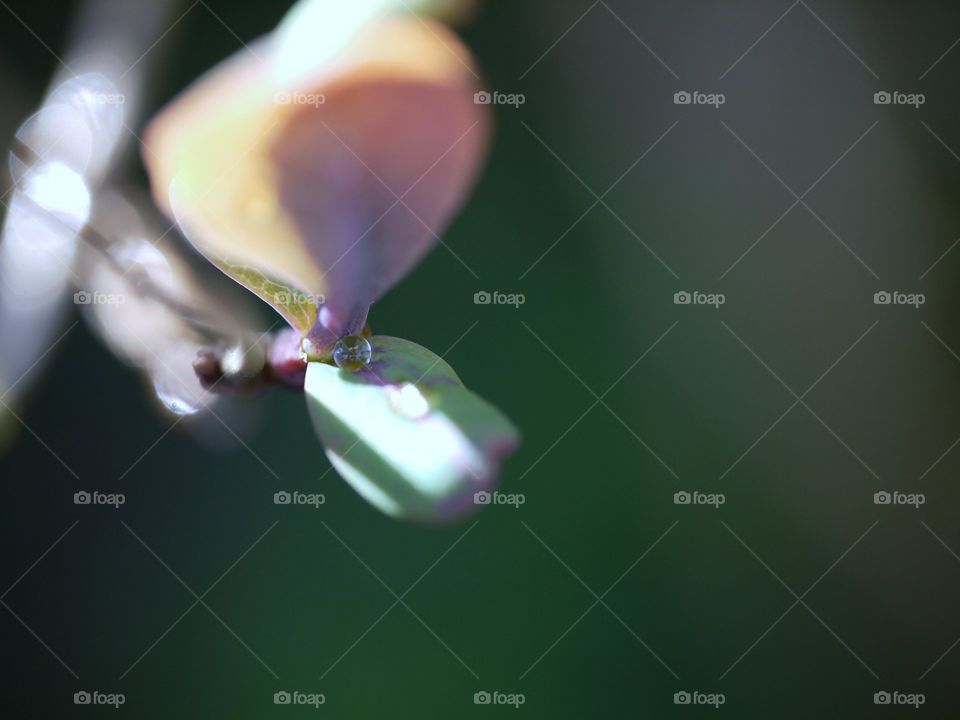 Water drop on plant