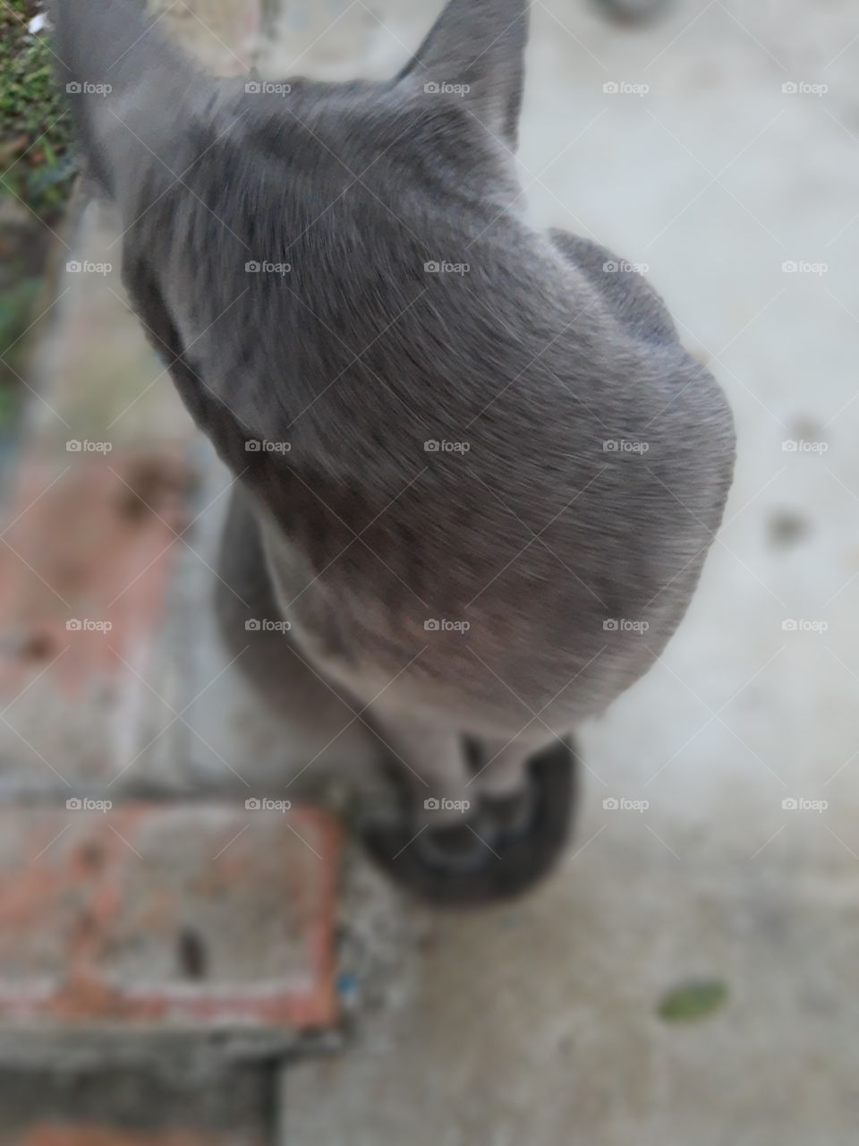 gray cat