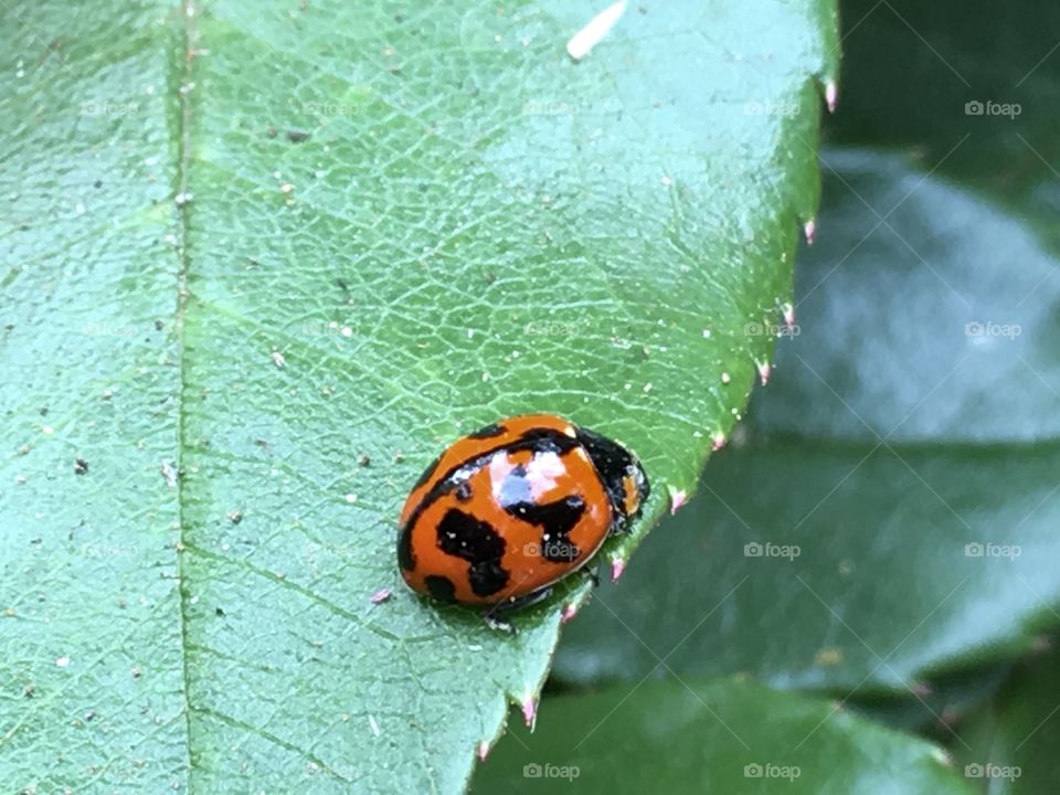 Lady bug lady bird on a green leaf closeup