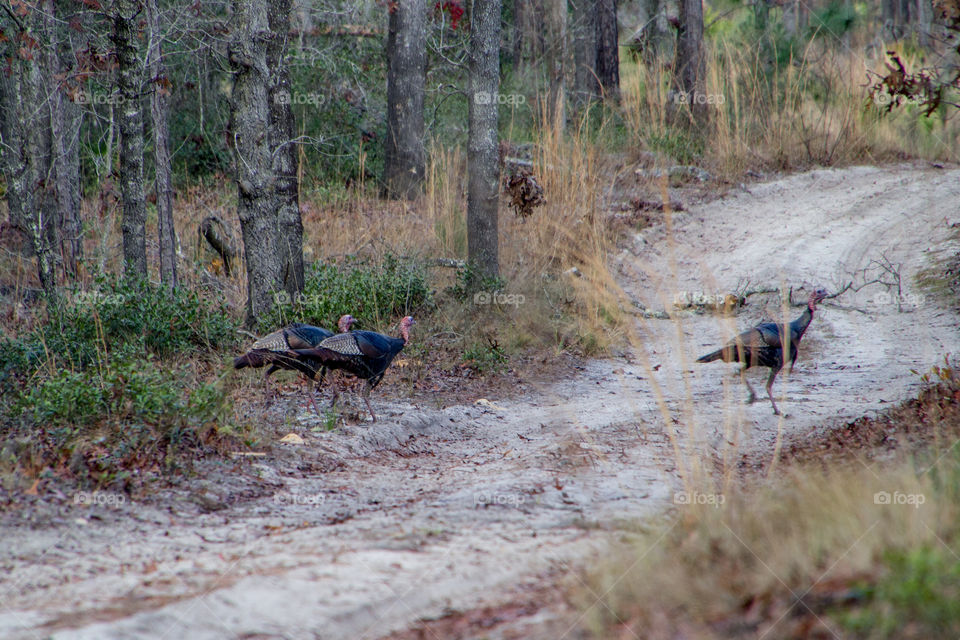 Turkey Crossing