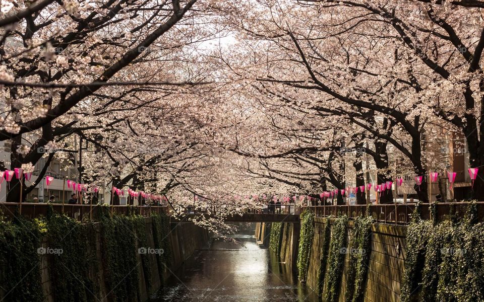 Sakura canal