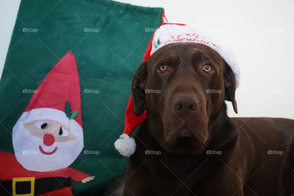 Christmas#time#celebrated#decoration#dog