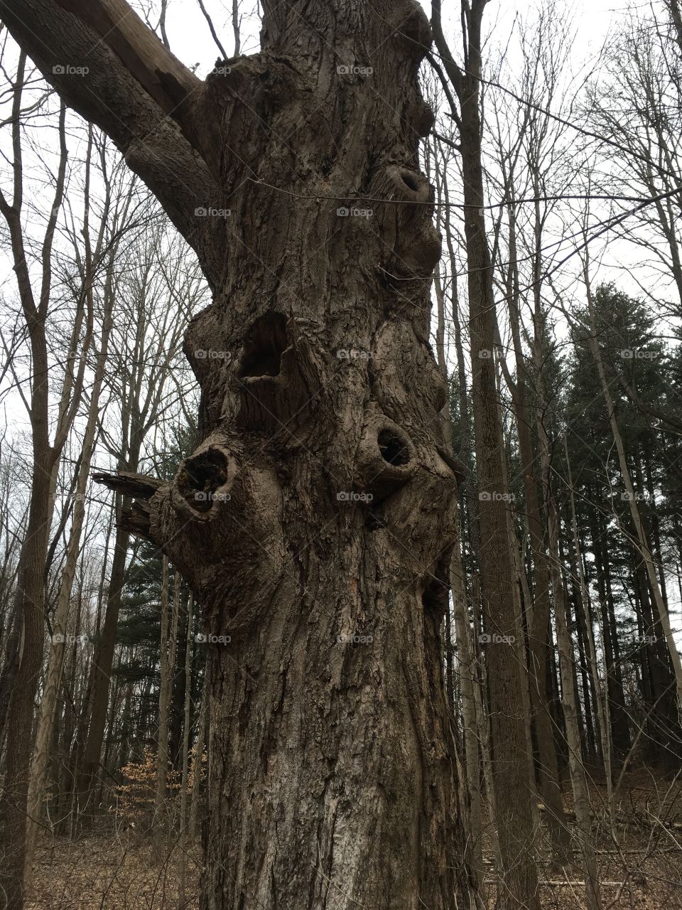 Creepy tree