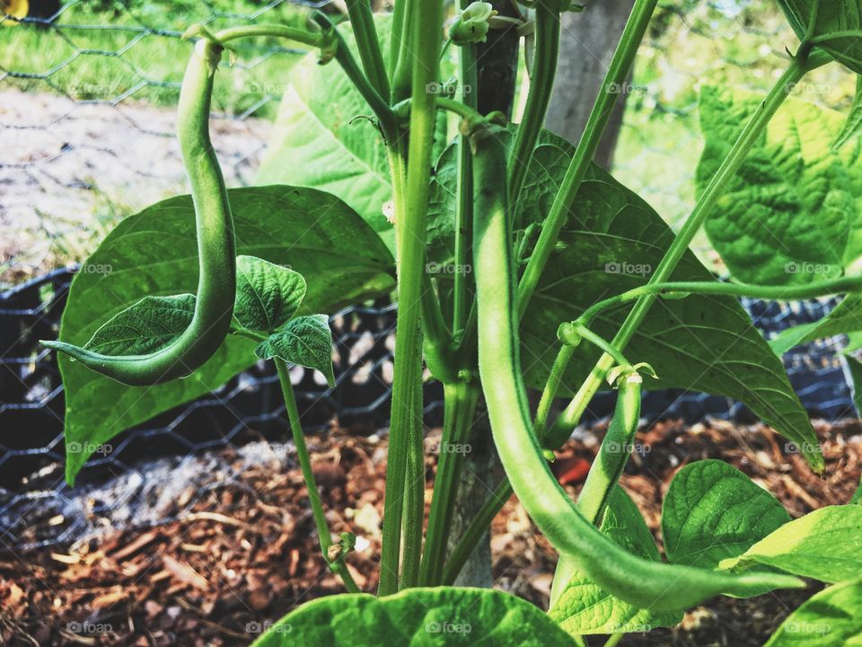 Green beans hanging off a bean stalk waiting to be picked 