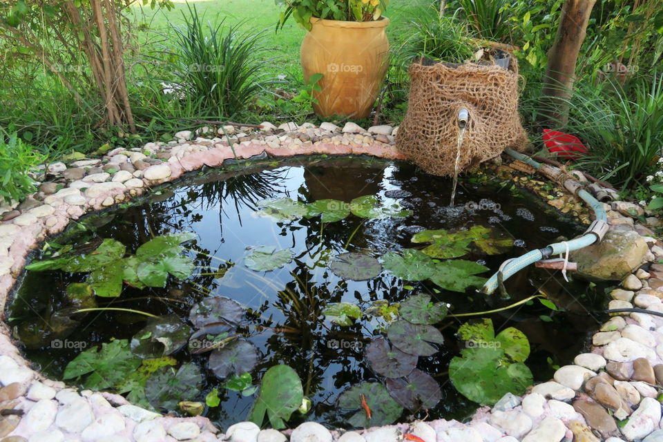 Fish pond