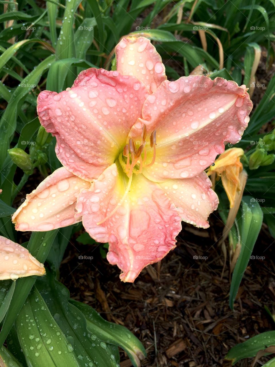 Pink Lilly bloom with water droplets after rain.