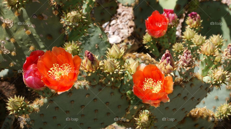 Cactus flower